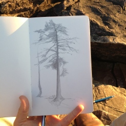 A tree I had admired for a while every time I went swimming and looked back at the shore from the water.